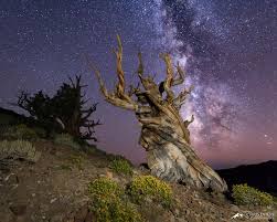 Ancient Tree Sentinels