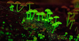 Glowing Mushrooms