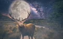Moonlight Deer